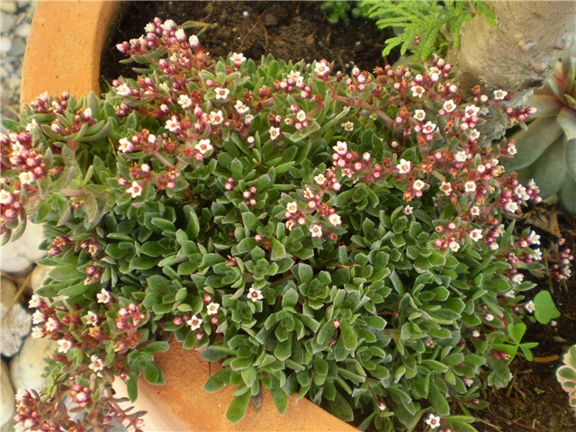 sedum